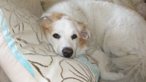 My gorgeous 'Polar Bear' Bonny