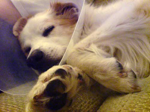 The dreaded 'cone'! Although it never bothered her. She got used to them!